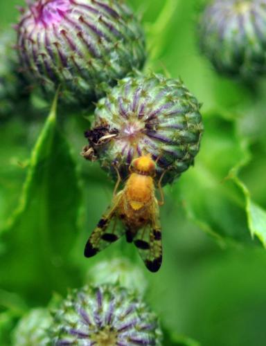 Xyphosia miliaria